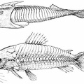 Cephalaspis and Loricaria, an Ancient and a Modern Armored Fish
