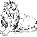 Male Lion.jpg