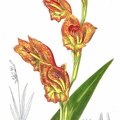 Gladiolus psittacinus.jpg