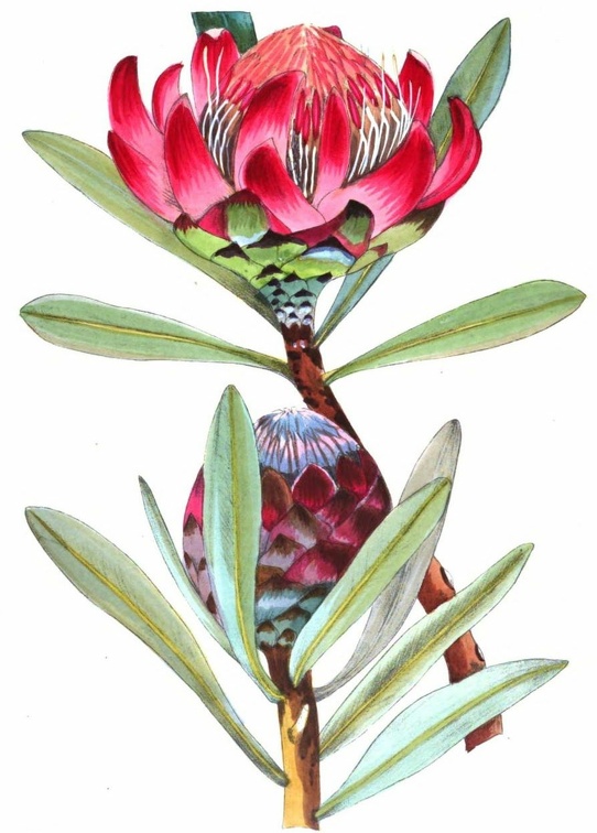 Protea abyssinica