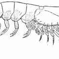 Bentheuphausia amblyops, from 1,000 fathoms