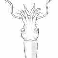 Bathyteuthis abyssicola