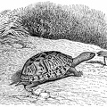 Common Box Tortoise