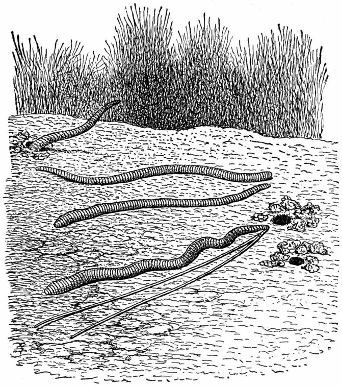 Common Earth-worms.jpg