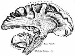 The Human brain 