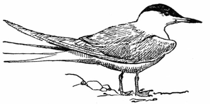 Common Tern, Adult