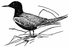 Black Tern, Adult