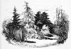 Young Conifers and hardy fine-leaved Plants