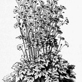Anemone japonica alba.jpg
