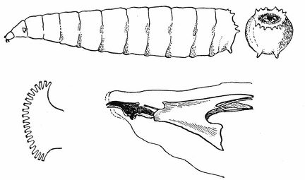 Larva of a flesh fly (Sarcophaga) - Caudal aspect - Anterior stigmata. Pharyngeal skeleton