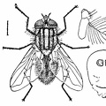 The house or typhoid fly (Musca domestica)