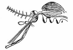 Filaria in the muscles and labium of Culex