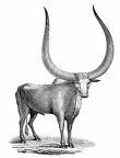 The Sangu, or Abyssinian Ox
