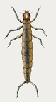 Colymbetes rufimanus - Larva