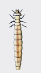 Dryocora howittii - Larva