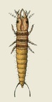 Pterostichus opulentus - Larva