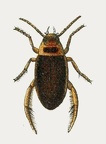 Colymbetes rufimanus