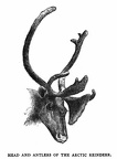 Head and Antlers of the Arctic Reindeer