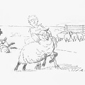 Shearing Sheep.jpg