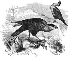 Vulture Buzzards