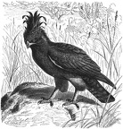 Crested eagle