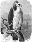 Barfighting eagle
