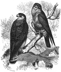 The Red-footed Falcon