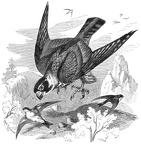 Tree falcon