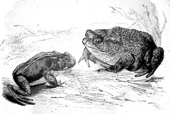 Two toads