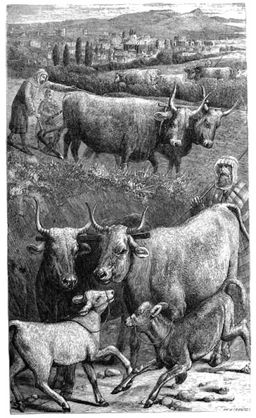 Oxen bearing the Yoke. (Lam. iii. 27).jpg