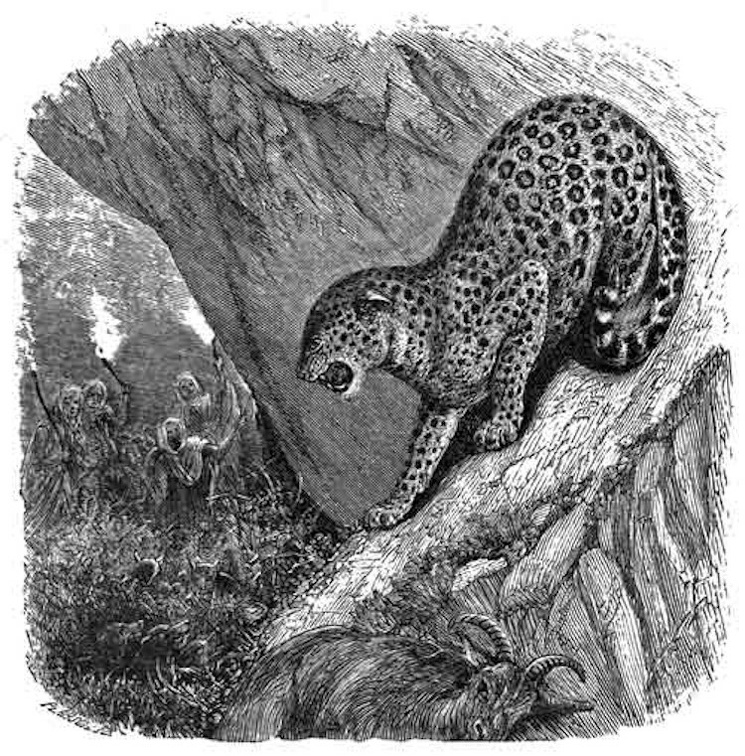 The Leopard by the Way. (Hos. xiii. 7).jpg
