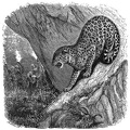 The Leopard by the Way. (Hos. xiii. 7).jpg