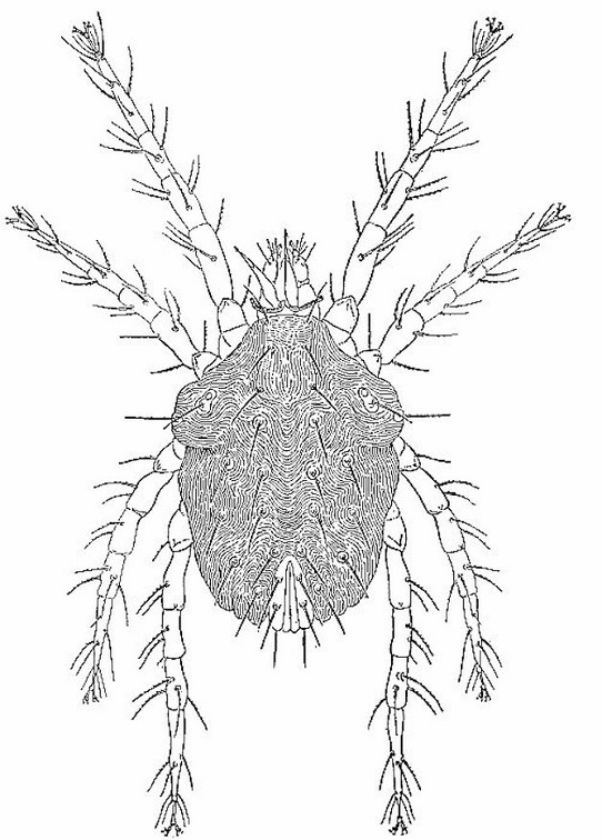 The cockroach mite.jpg