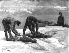 The skinning of young folding caps on an ice floe