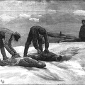 The skinning of young folding caps on an ice floe
