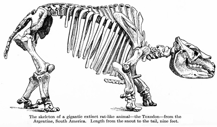 The Toxodon