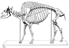 Skeleton of an American Bison
