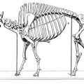 Skeleton of an American Bison