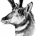 Head of Prong-horn Antelope