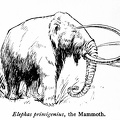 Elephas primigenius, the Mammoth