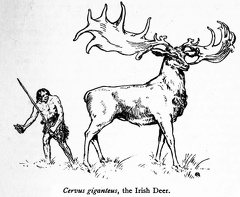 Cervus giganteus, the Irish Deer