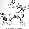 Cervus giganteus, the Irish Deer