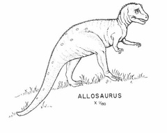 Saurischian dinosaurs - Allosaurus