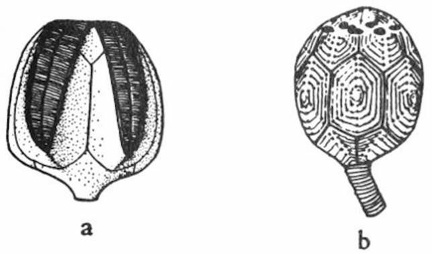 Two extinct attached echinoderms