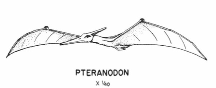 Flying dinosaurs - Pteranodon