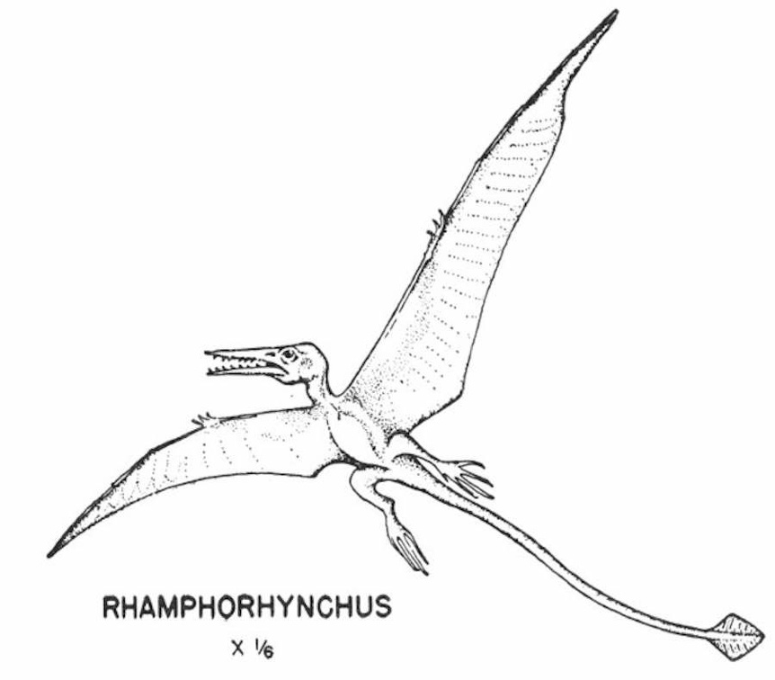 Flying dinosaurs - Rhamphorhynchus.jpg