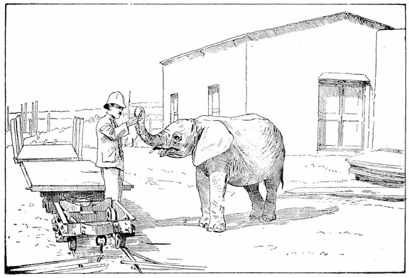 Elephant employed to build a railway in Africa