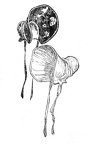Bonnets available in the store