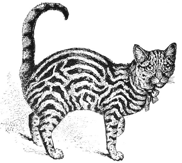 Example of a properly-marked Brown Tabby.jpg