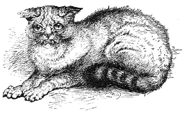 Wild Cat shown at the Crystal Palace Cat Show, 1871.jpg